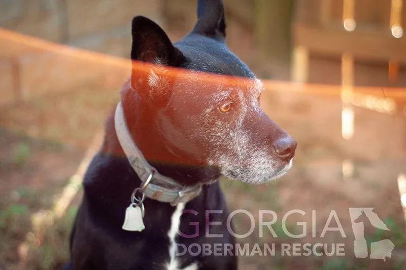 A senior small-sized female Black Terrier dog named Kokie for adoption in Douglasville, GA