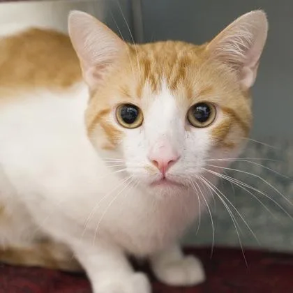 A young medium-sized male Domestic Short Hair cat named Astro for adoption in Verona, WI