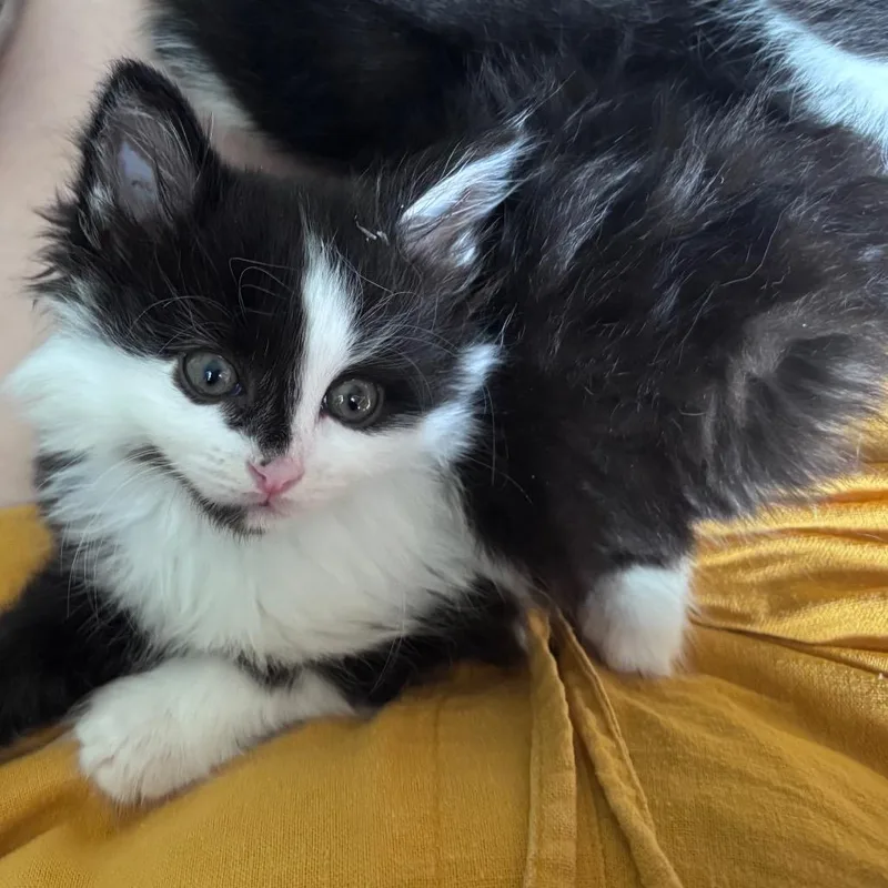 A baby small-sized male Black Domestic Medium Hair cat named Malanga Wink for adoption in Eaton Rapids, MI