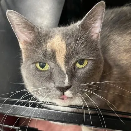 Figaro w Wiggles