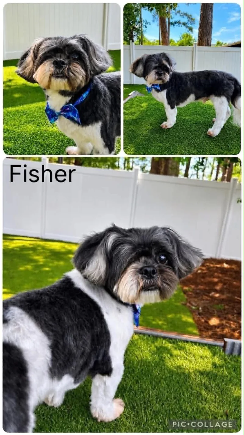 A senior small-sized male Tricolor (Brown, Black, & White) Shih Tzu dog named Fisher for adoption in Enterprise, AL