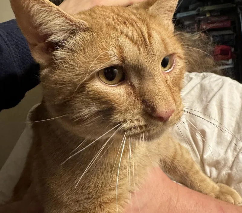 An adult medium-sized male Orange / Red Domestic Short Hair cat named Tank for adoption in Wheaton, IL