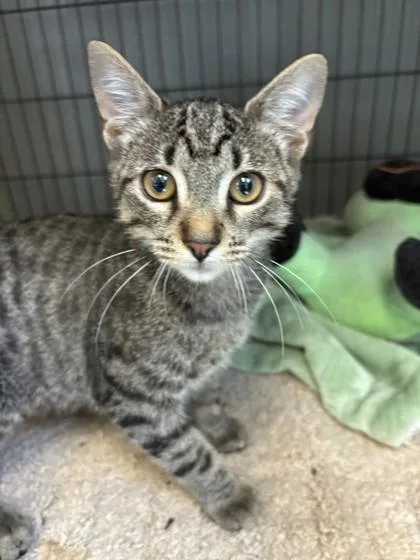 A young medium-sized male Domestic Short Hair cat named Burns for adoption in West Memphis, AR