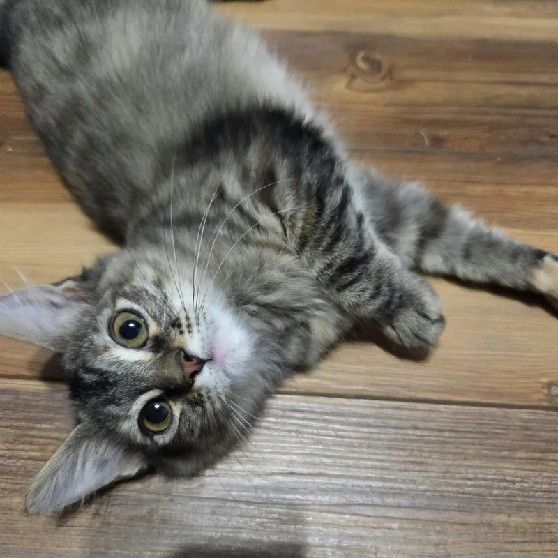 A baby medium-sized female Tabby (Brown / Chocolate) Domestic Medium Hair cat named Corvette for adoption in Loveland, CO