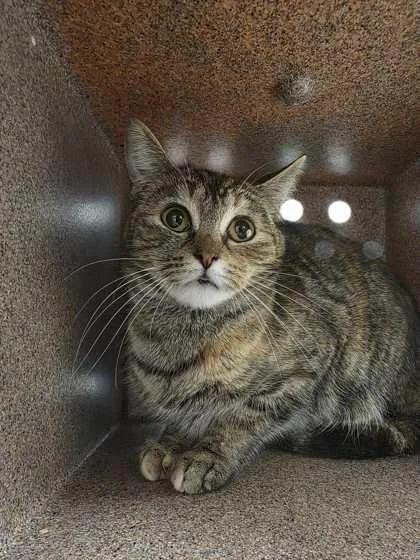 A young medium-sized female Domestic Short Hair cat named Rovi for adoption in Sevierville, TN
