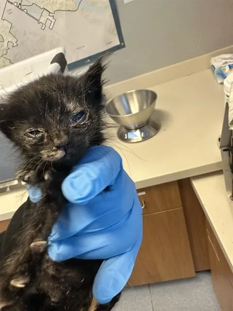 A baby small-sized female Domestic Short Hair cat named Estrella for adoption in San Jose, CA