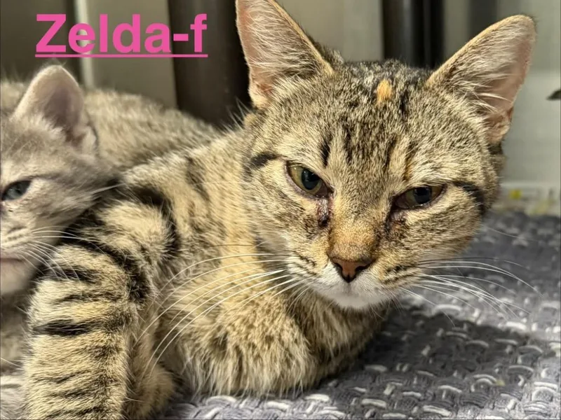 A young small-sized female Tabby cat named Zelda for adoption in Brookhaven, MS
