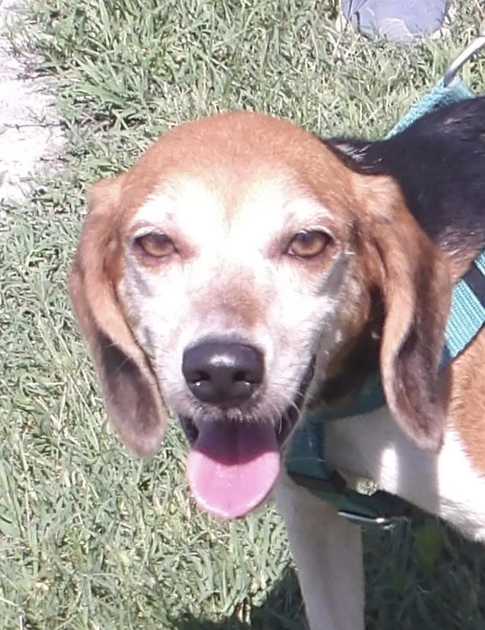 An adult small-sized female Beagle dog named Rosemary for adoption in Gloucester, VA