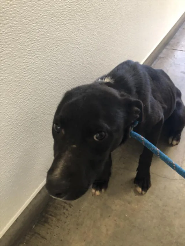 An adult medium-sized male Mixed Breed dog named Davey Jones for adoption in Chatsworth, CA