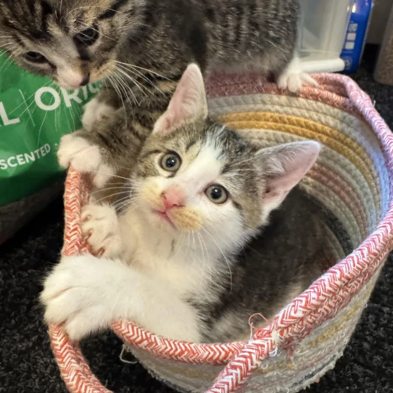 A baby small-sized female Tabby (Gray / Blue / Silver) Domestic Short Hair cat named Biscuit for adoption in Syosset, NY