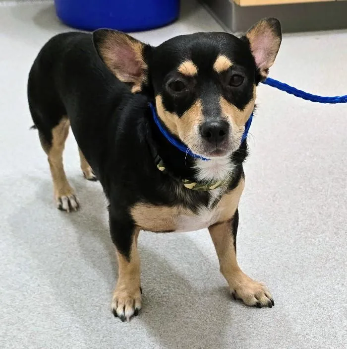 An adult medium-sized male White / Cream Chihuahua dog named 26-252 for adoption in Amityville, NY