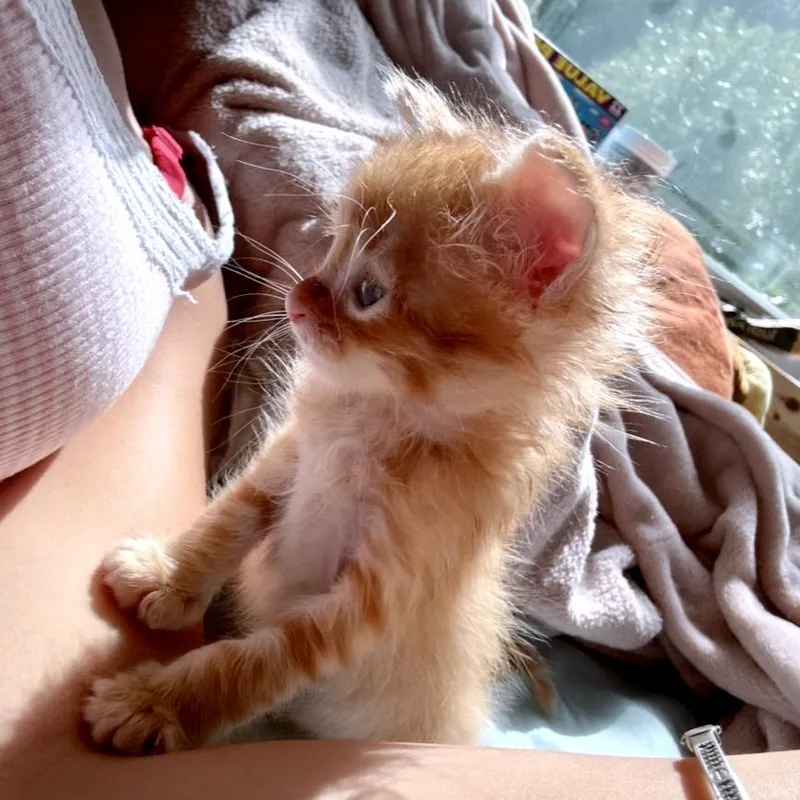 A baby small-sized male Orange / Red Domestic Short Hair cat named Triggerfish for adoption in Austin, TX