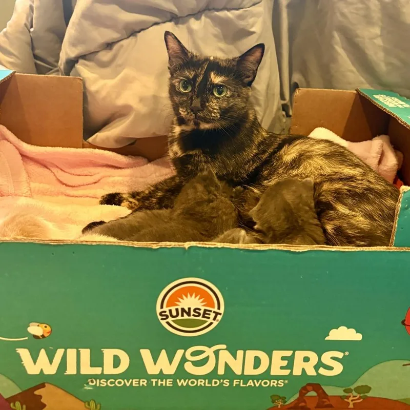 An adult medium-sized female Tortoiseshell Domestic Short Hair cat named Gigi for adoption in Chaska, MN