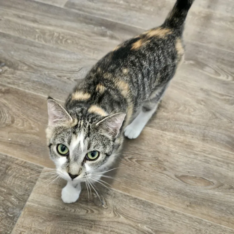 A young medium-sized female Dilute Calico Domestic Short Hair cat named Opal for adoption in Waynesville, NC
