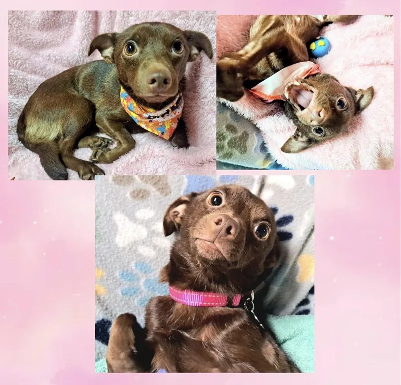 An adult small-sized female Brown / Chocolate Chihuahua dog named Polly Parton for adoption in Westfield, NY