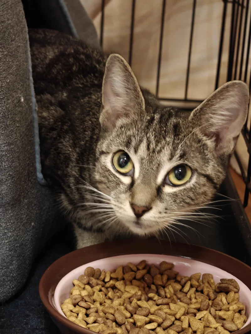 A young small-sized female Tabby (Buff / Tan / Fawn) Domestic Short Hair cat named Rebecca for adoption in New Britain, CT