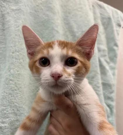 A baby small-sized female Domestic Short Hair cat named Pavi for adoption in Honolulu, HI