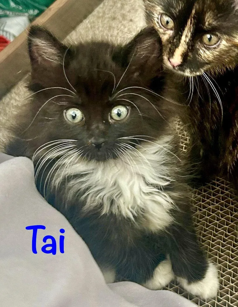 A baby medium-sized female Domestic Long Hair cat named Tai for adoption in Reston, VA