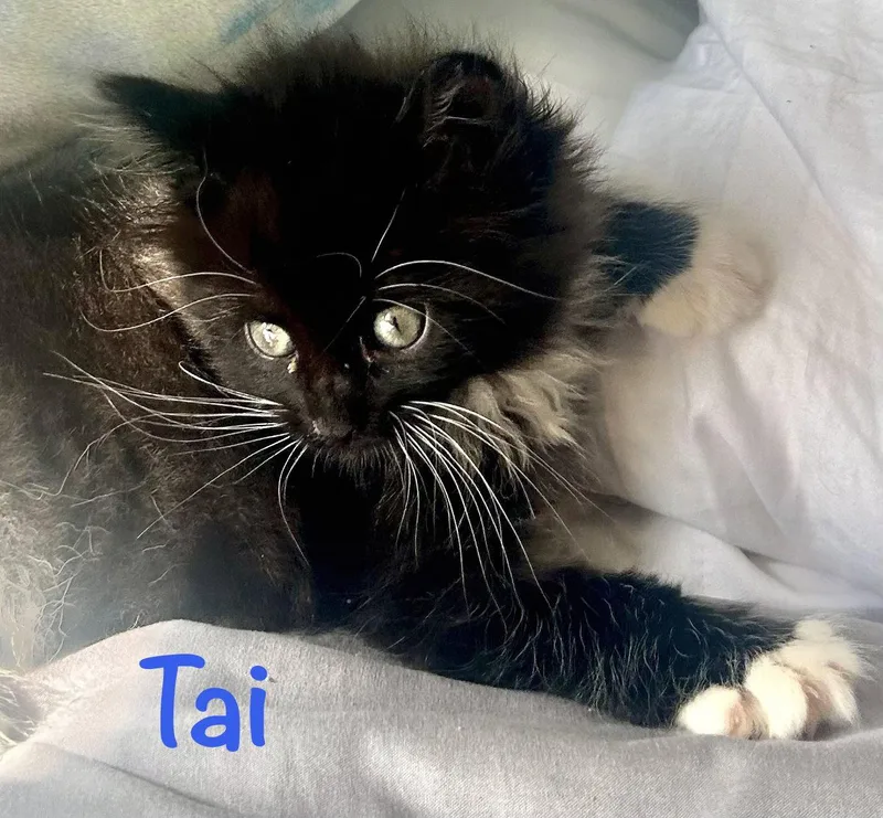 Tai thumbnail 2