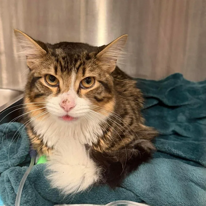 A young medium-sized male Brown / Chocolate Domestic Short Hair cat named Reginald for adoption in Middleton, WI