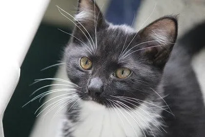 A baby medium-sized female Domestic Short Hair cat named Gothitelle for adoption in Winona, MN
