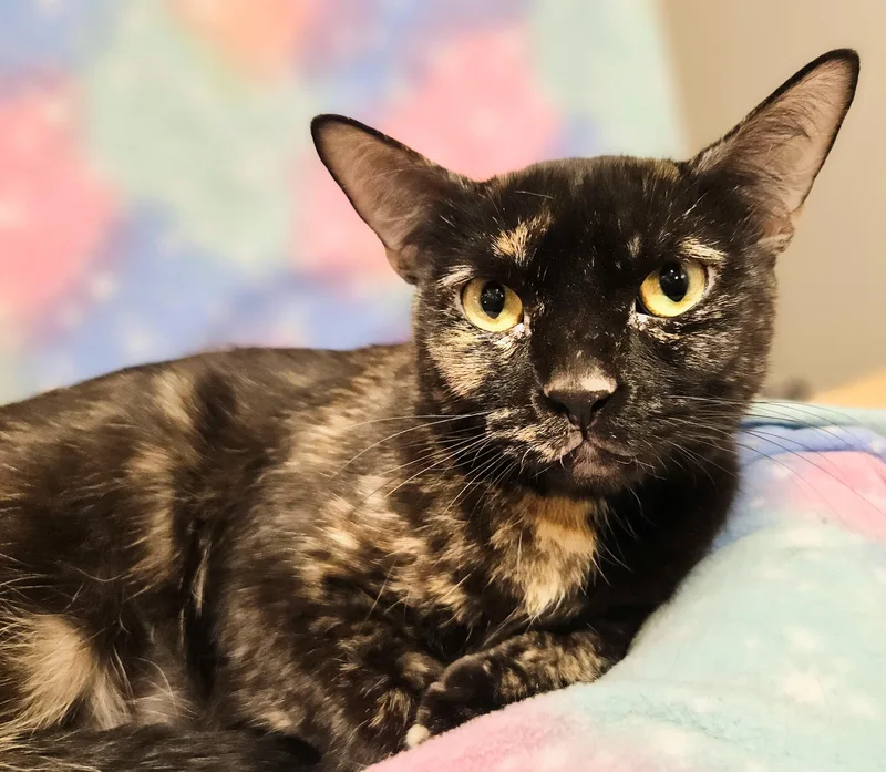 A young medium-sized female Tortoiseshell cat named Pepper  Rancho Cucamonga for adoption in Yorba Linda, CA