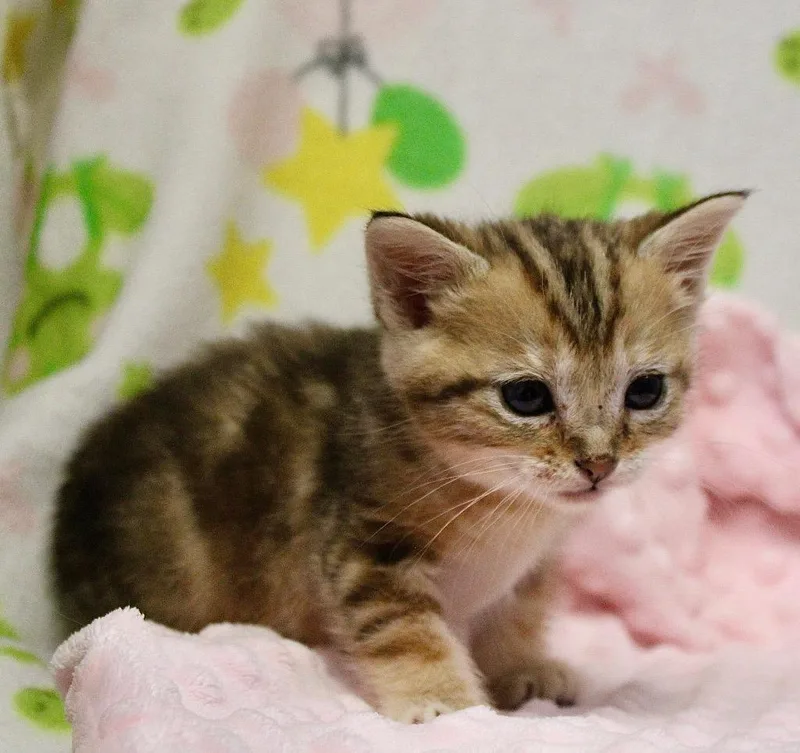 A baby small-sized female Domestic Short Hair cat named Saturn for adoption in Clinton, SC