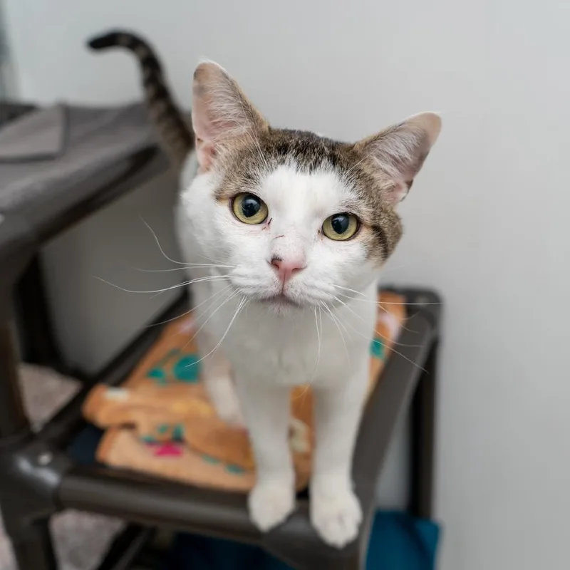 An adult large-sized male White Domestic Short Hair cat named Argyle for adoption in New York, NY