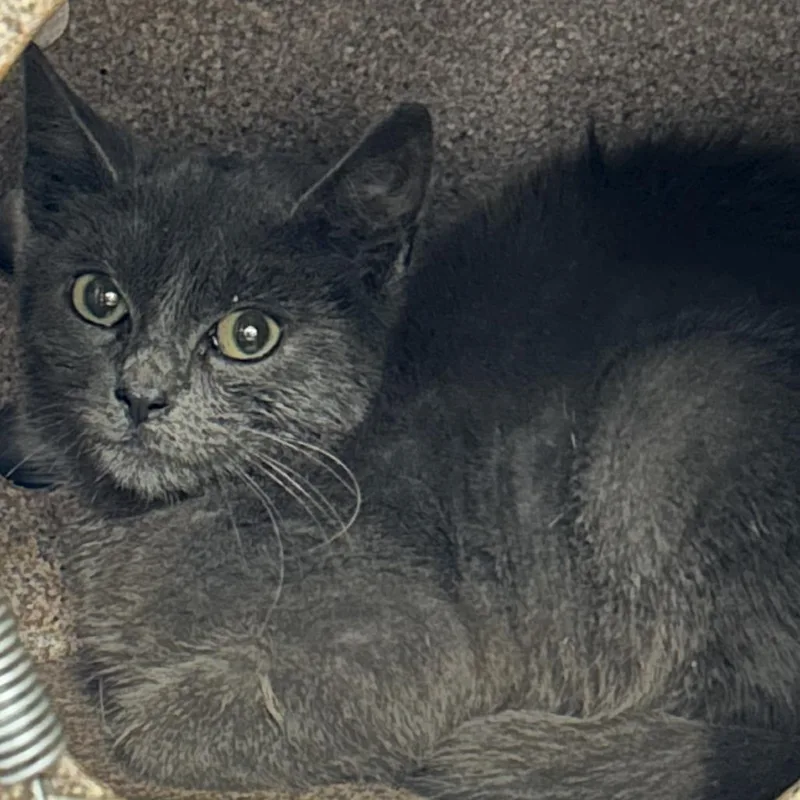 A baby small-sized male Gray / Blue / Silver Domestic Short Hair cat named Dakota for adoption in Newark, NJ