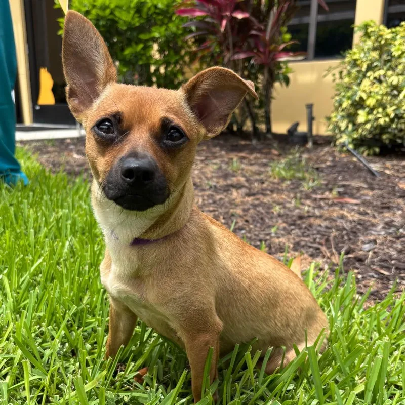 A young small-sized female Brown / Chocolate Chihuahua dog named Michi for adoption in West Palm Beach, FL