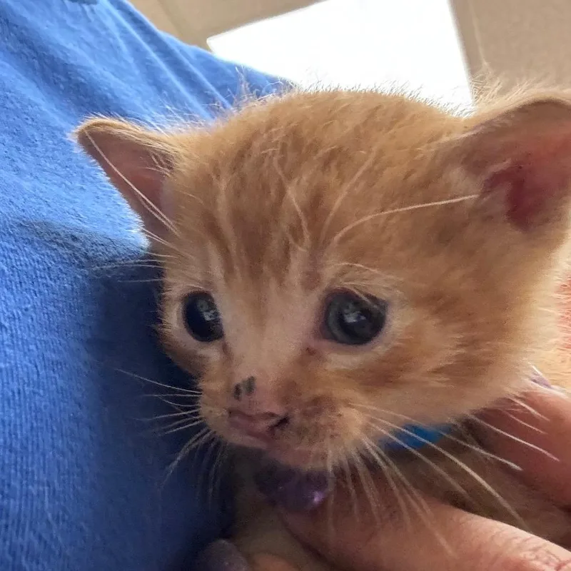 A baby small-sized male Brown / Chocolate Domestic Short Hair cat named Sparrow for adoption in Santa Barbara, CA