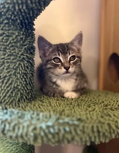 A baby small-sized male Domestic Short Hair cat named Bacon for adoption in Statesville, NC