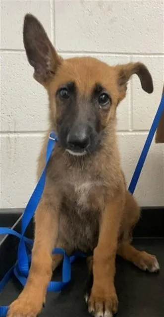 A baby small-sized female German Shepherd Dog dog named Indie for adoption in San Bernardino, CA