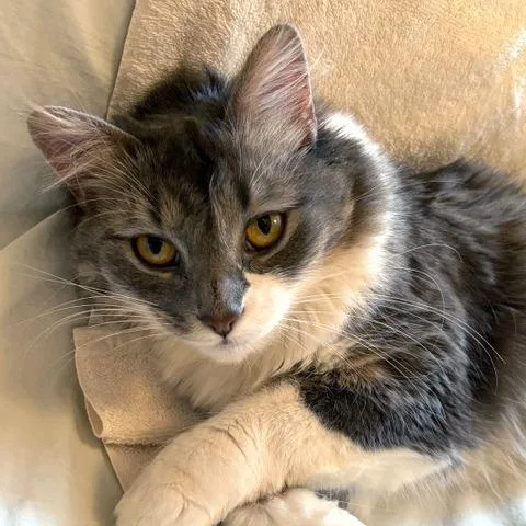 An adult medium-sized female Gray / Blue / Silver Domestic Medium Hair cat named Radio Flyer for adoption in Chicago, IL
