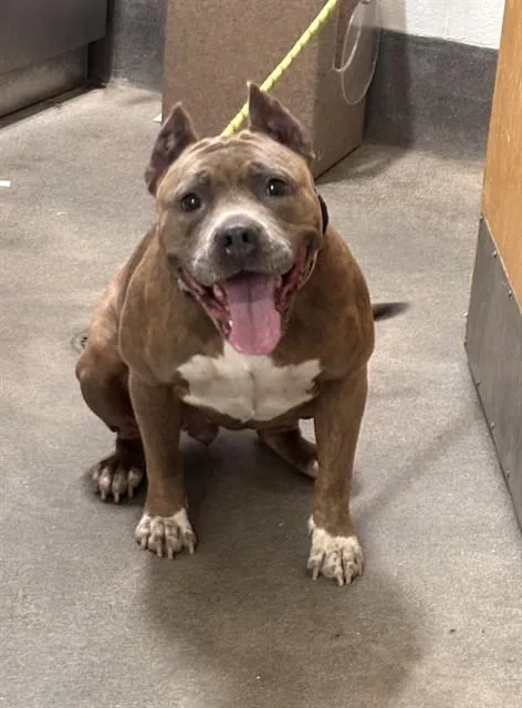 An adult large-sized female Presa Canario dog named Stella for adoption in Upper Marlboro, MD