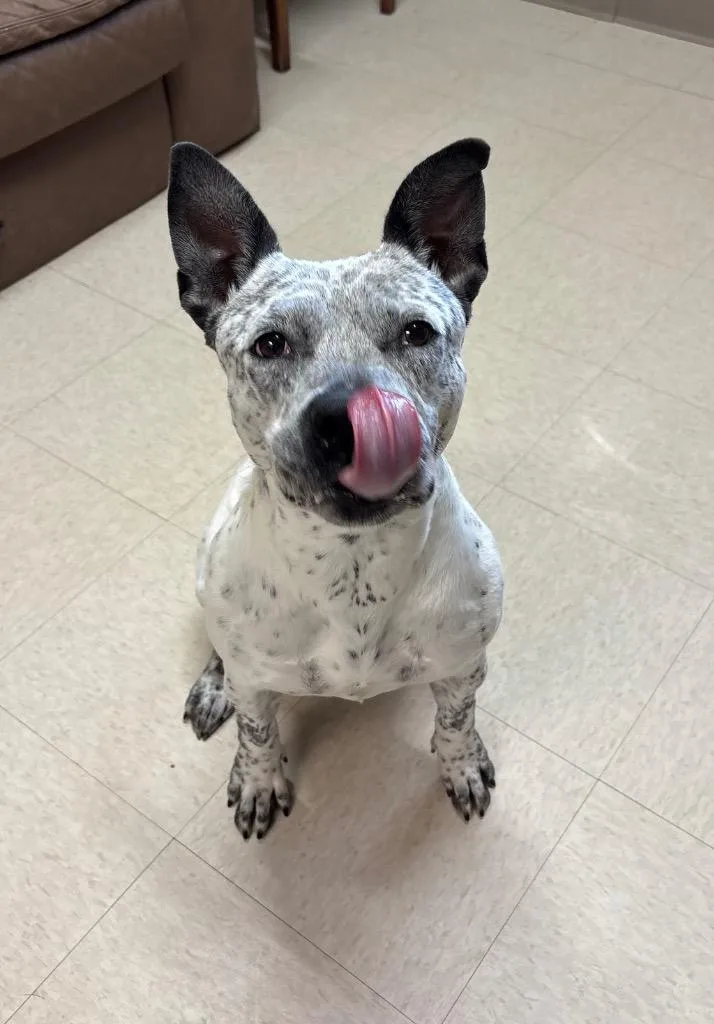 A young large-sized female Australian Cattle Dog / Blue Heeler dog named Georgia for adoption in Fayetteville, TN