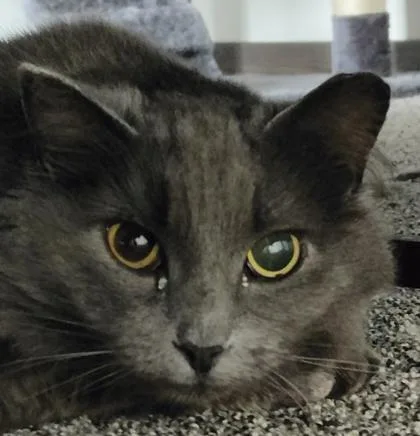 An adult medium-sized female Domestic Short Hair cat named Misty for adoption in Cecil, WI