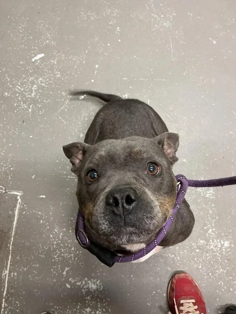 A senior medium-sized female Pit Bull Terrier dog named Tulip for adoption in Dyersburg, TN