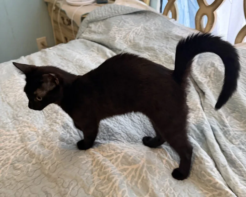 A baby medium-sized male Black Domestic Short Hair cat named Skat for adoption in Walled Lake, MI