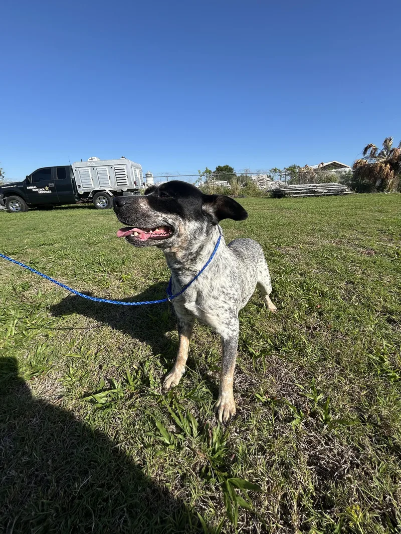An adult medium-sized female Australian Cattle Dog / Blue Heeler dog named Josie for adoption in Bradenton, FL