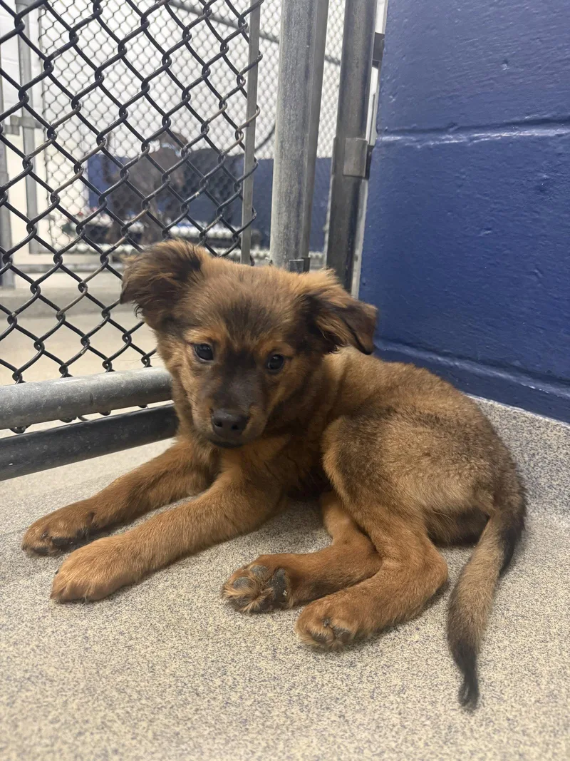 A young medium-sized male Chihuahua dog named Bacon mo AVA for adoption in Sterling, MA