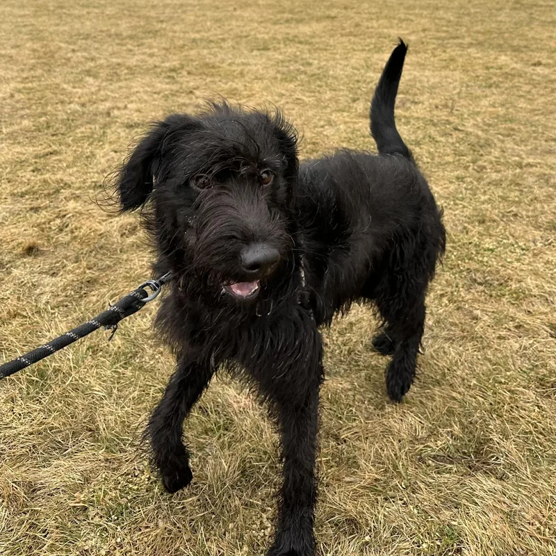 Swan Home Visit In thumbnail 2