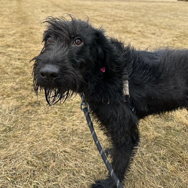 Swan Home Visit In thumbnail 3