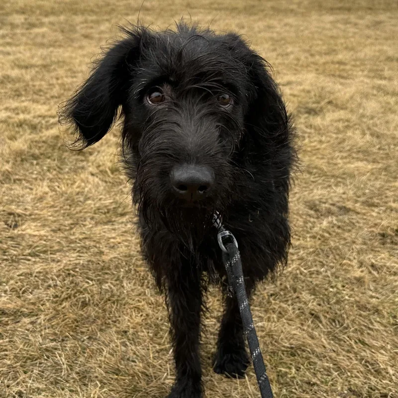 Swan Home Visit In thumbnail 4