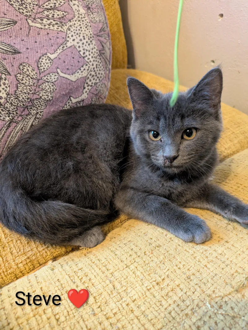 A baby medium-sized male Gray / Blue / Silver Domestic Short Hair cat named Steve for adoption in Battle Creek, MI