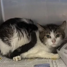 An adult medium-sized male Tabby (Brown / Chocolate) Domestic Short Hair cat named Sour Cream Pringles for adoption in Phoenixville, PA
