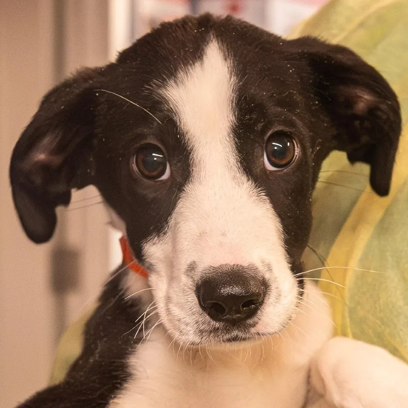 A baby small-sized male Black Mixed Breed dog named Guac for adoption in Kennebunk, ME