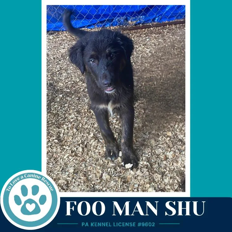 A baby medium-sized male Brown / Chocolate Australian Shepherd dog named Foo Man Chu for adoption in Kimberton, PA