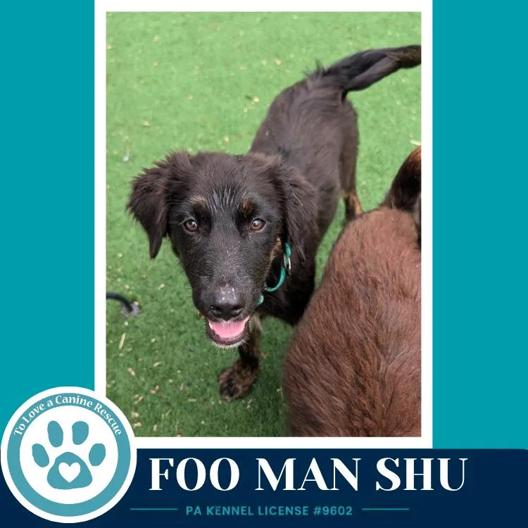 Foo Man Chu thumbnail 2