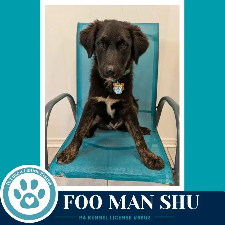 Foo Man Chu thumbnail 3